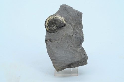 Ammonite pyritisé amaltheus - pyritisé,