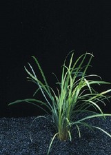 ophiopogon japonica plante aquarium / terrarium coriace