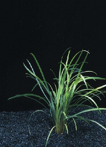 Ophiopogon japonica plante - ophiopogon,