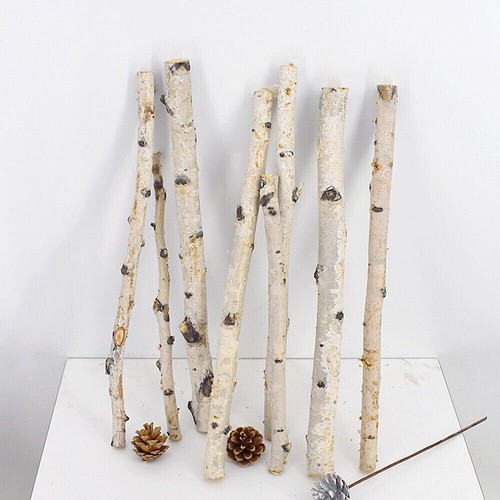 1pc natural dried - natural, tree