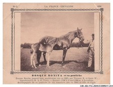 CAR-AEAP12-0791-CHEVAUX -