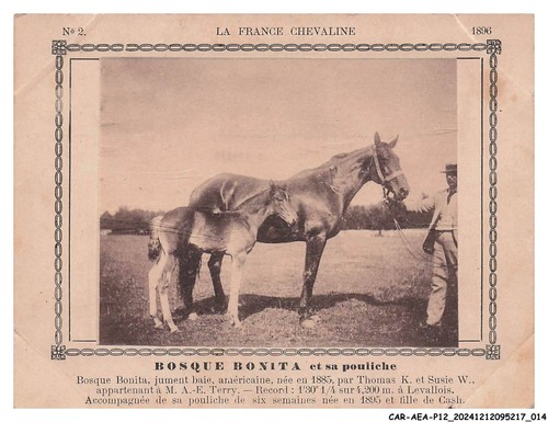 Car aeap12 0791 chevaux - car-aeap12-0791-chevaux,