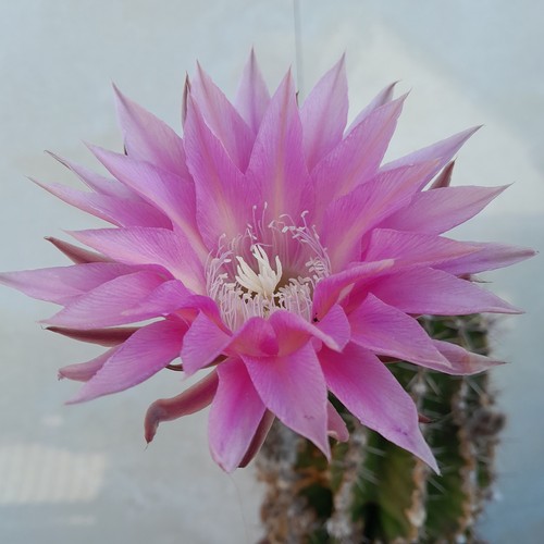 Cactus hybride fancy - cactus, 'fancy