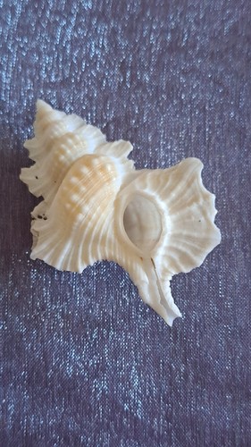 Gyrineum aculeatum - gyrineum,