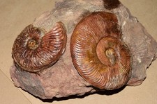 2 grandes ammonites
