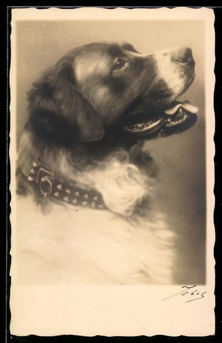 Saint bernard avec - saint-bernard, et