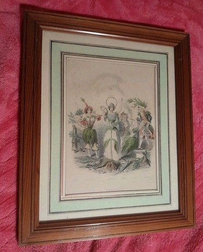 Ancienne gravure myrte erratum - ancienne,