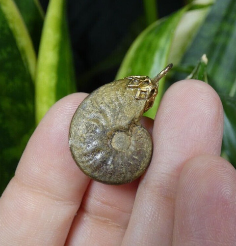 Jolie ammonite pyrite - ammonite, en