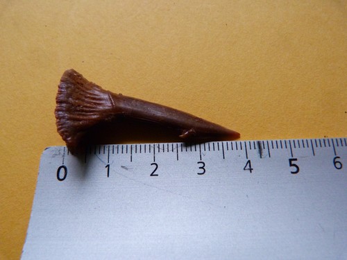 Dent rostrale poisson - dent, scie