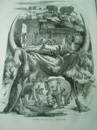Gravure 1865 elephant - gravure,