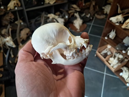 Crâne skull 0303 - crâne,