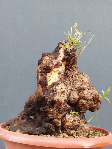 Bonsaï olivier cm en - bonsaï, 23