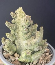 Cactus Pseudolithos