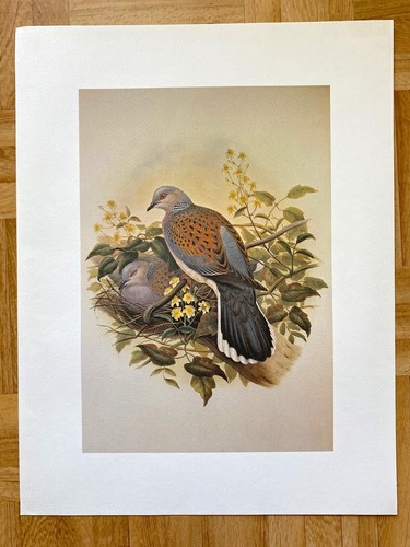 Ornithologie gravure après - ornithologie,,