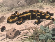 1839 Gravure originale salamandre à queue plate salamandres reptiles sauriens