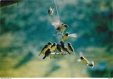 Animals - birds - sugar bowls - French West Indies - Saint Barthelemy - feeder
