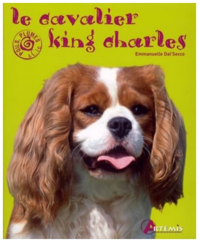 Cavalier king charles - king,