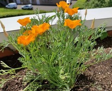 100 graines de Pavot de