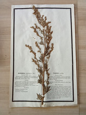 Ancien Herbier Botanique Histoire Naturelle Plante Herbe Armoise Absinthe