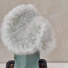 Echinocereus Viridiflorus