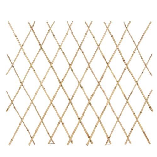 Bambou jardin espalier - bambou,
