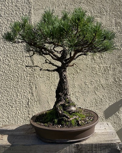 Bonsaï pin montagne pinus - bonsaï,