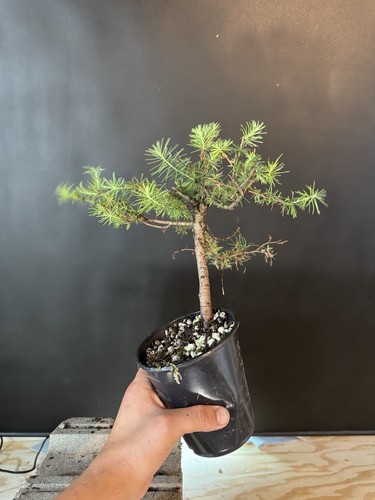Collected american larch pre - collected,