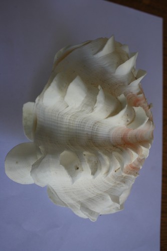 Coquillage bénitier complet - bénitier,