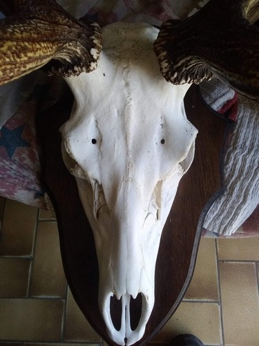 Trophé massacre cerf - trophé, "massacre