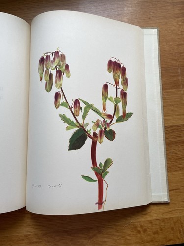 Les fleurs plantes grasses - les,