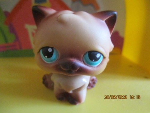 Petshop chat persan - petshop, /