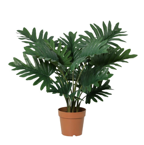 Art philodendron seloum cm - philodendron,