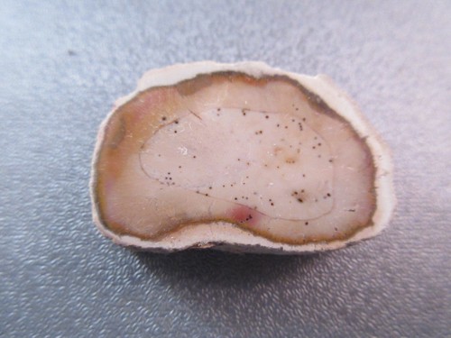 Madagascar petrified wood - petrified,