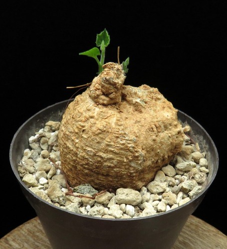 Coccinia mildbraedii euphorbia - coccinia,