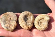 Lot de 3 ammonites du bathonien de la Nièvre,