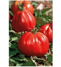 Lot De 10 Graines De Tomates Corazon Type Coeur DeBoeuf Semences Graines Seed