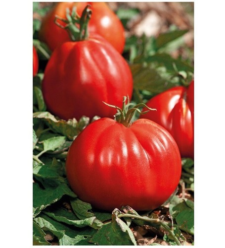 Lot graines de - de, tomates