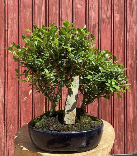 Bonsaï forêt ilex crenata - forÊt,