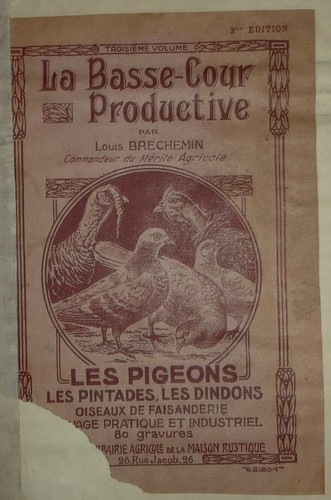 Basse cour productive pigeon - basse,
