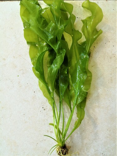 Aponogeton ulvaceus plante - aponogeton,