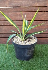 YUCCA "Filamentosa Color