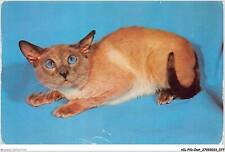 AILP10-0982 - CAT - Siamese Blue
