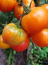 Tomato Karma Peach 5+ Seeds - Seeds - Graines - Vegetable Seeds P 384
