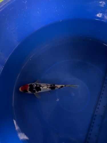 Tancho sanke import - tancho, koi