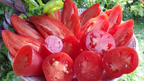 Graines tomate pertchik - de,