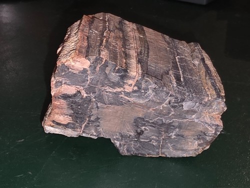Morceau bois fossilisé - morceau, de