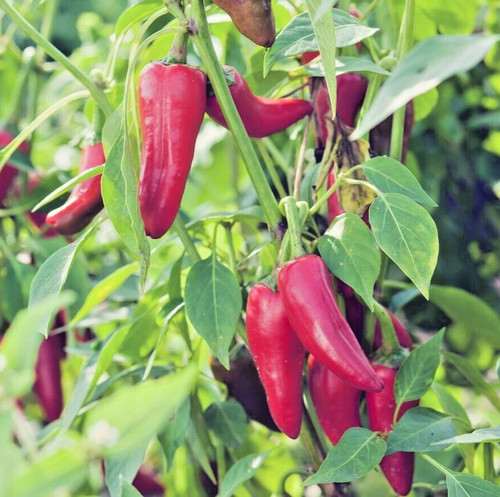 Graines piment - graines, de