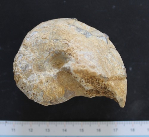 Nautile fossile cenoceras - nautile,