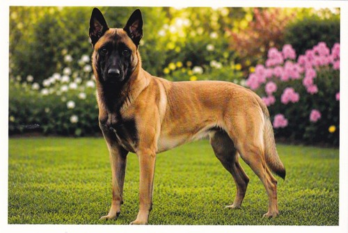 Carte postale chien berger - 🦬carte,
