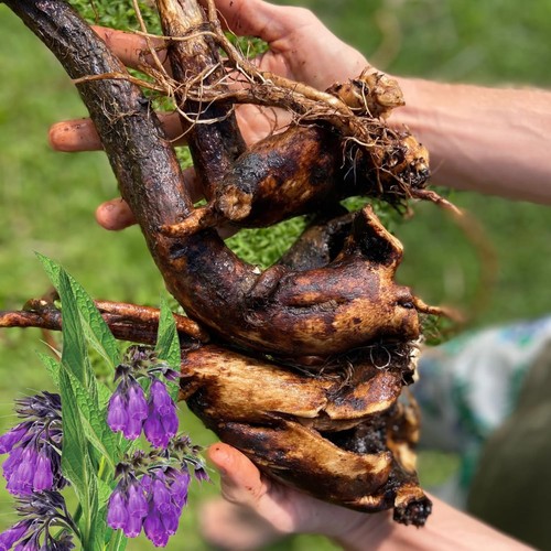 Comfrey plant roots - comfrey,